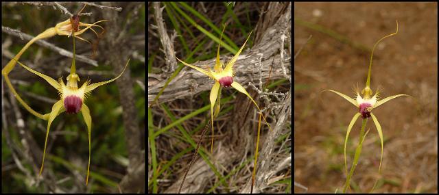 (53) Spider Orchids.jpg